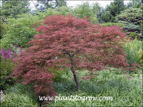 A nice specimen plant in this garden.